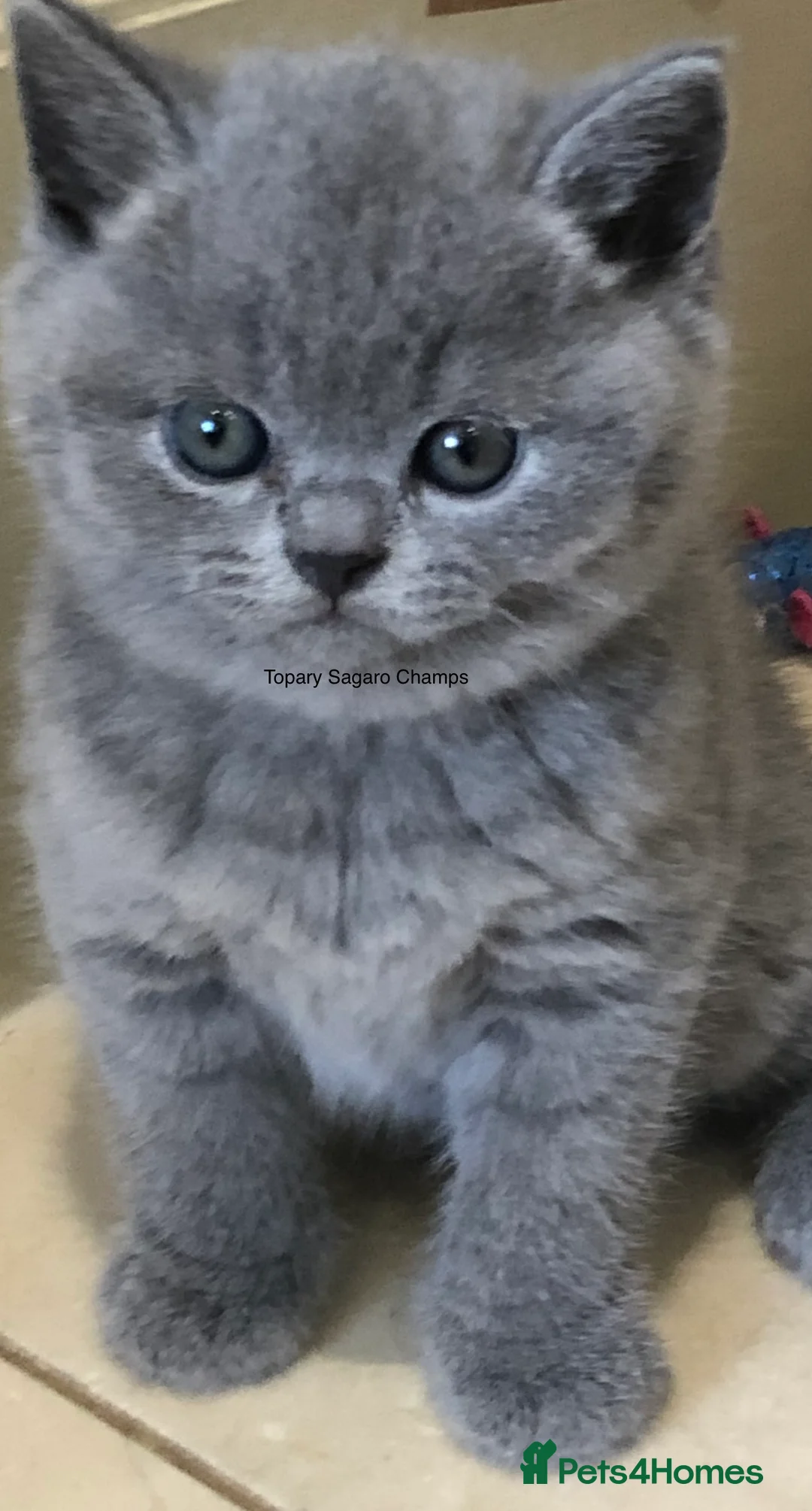 British Shorthair cats for stud: Proven Stud/Blood B/Choc carrier TICA/GCCF REG in Dartford - Advert 18