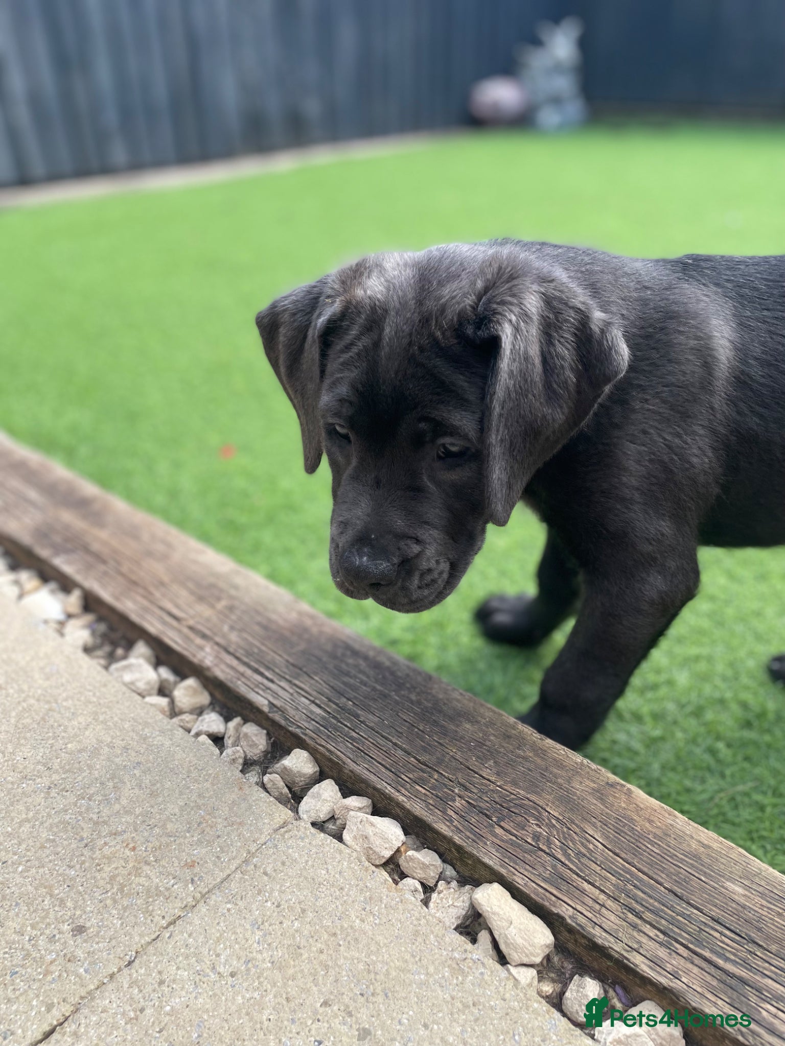 Mixed Breed dogs READY NOW 🔥CANE CORSO X PRESA CANARIO(F1) PUPS🔥  - Advert 4