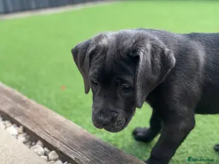 Mixed Breed dogs READY NOW 🔥CANE CORSO X PRESA CANARIO(F1) PUPS🔥 - Advert 4