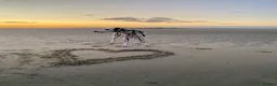 Dalmatian dogs for sale: Female deaf Dalmatian  in Southsea - Advert 25