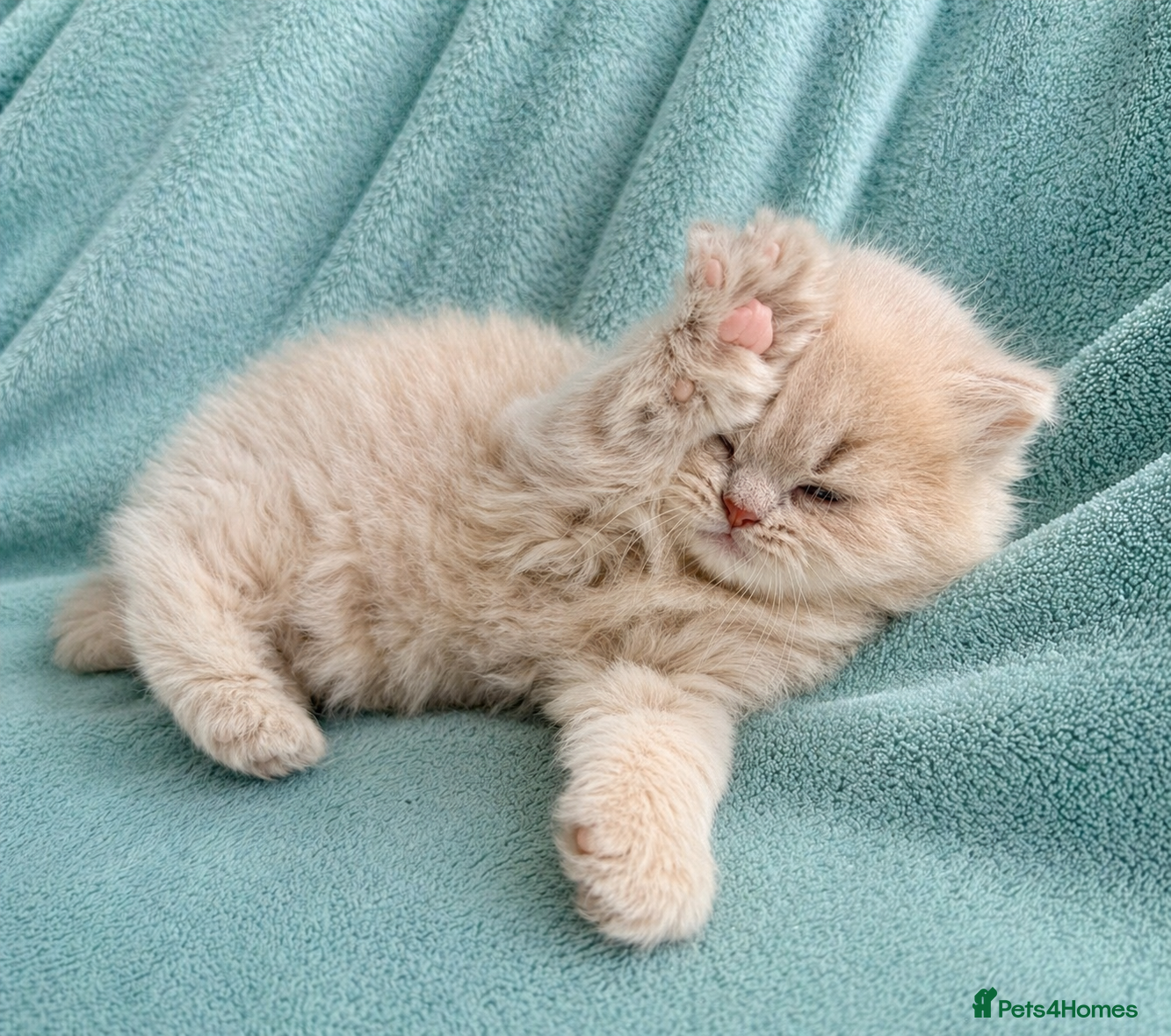 British Longhair cats for sale: 🎀Last longhair girl available from this litter.  - Advert 9