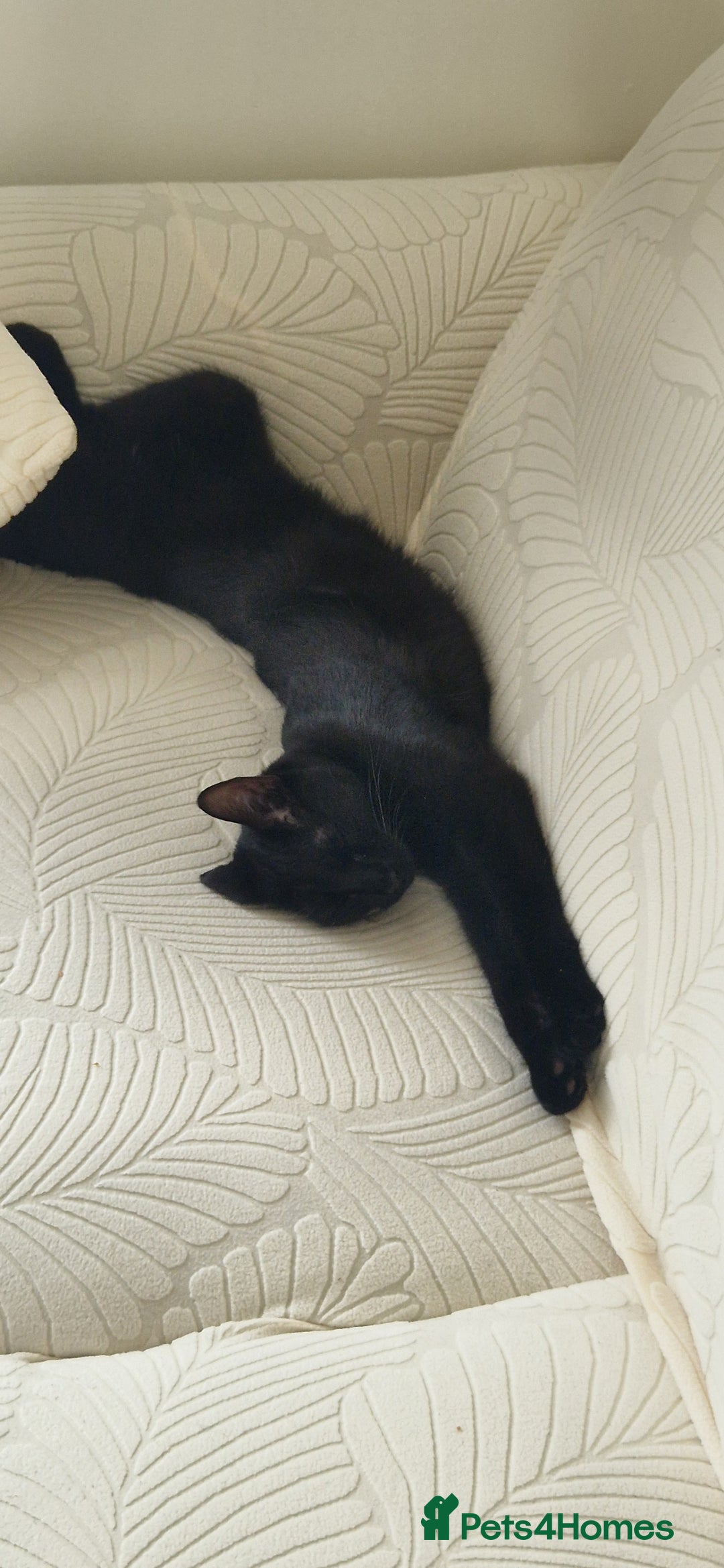 Mixed Breed cats for sale: About this 2 lovely cats - Image 3