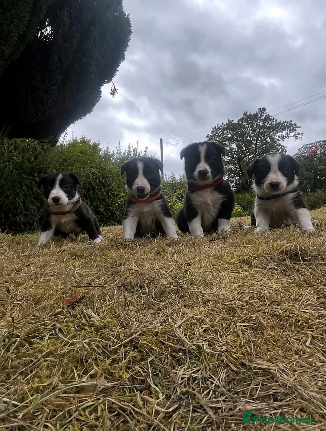 Border Collie dogs for sale: Stunning Border Collie Puppies in Llandovery - Advert 2
