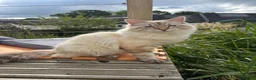 Mixed Breed cats for sale: Ragdoll Siberian Neva Masquerade Kittens - Advert 29