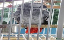 Parrots birds for sale: Parrot for sale Glasgow  - Image 1