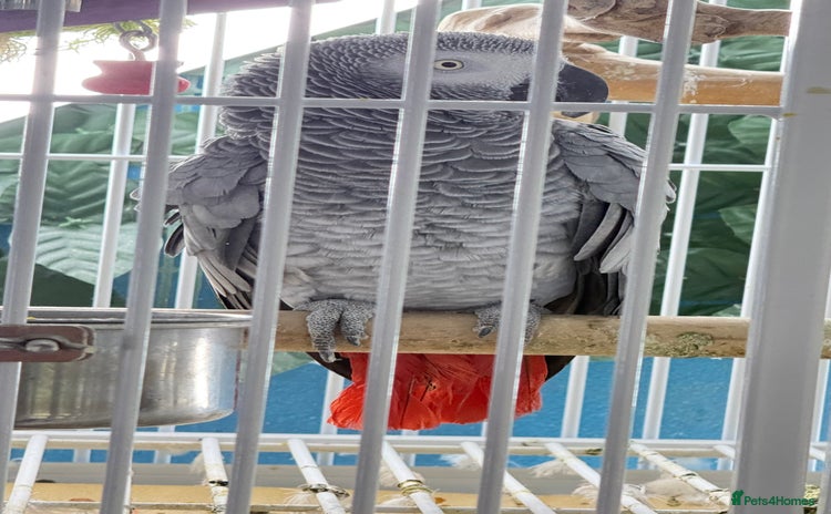 Parrots birds - Advert 1