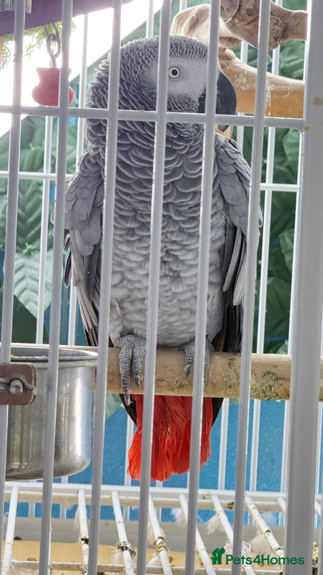 Parrots birds for sale: Parrot for sale Glasgow  - Image 1