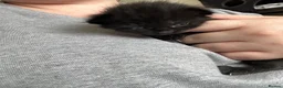 Mixed Breed cats for sale: 1 boy and 2 girl kittens for sale  in Farnborough - Advert 8