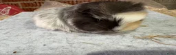 Guinea Pig rodents for sale: Bonded guinea pigs - mixed ages - Advert 1