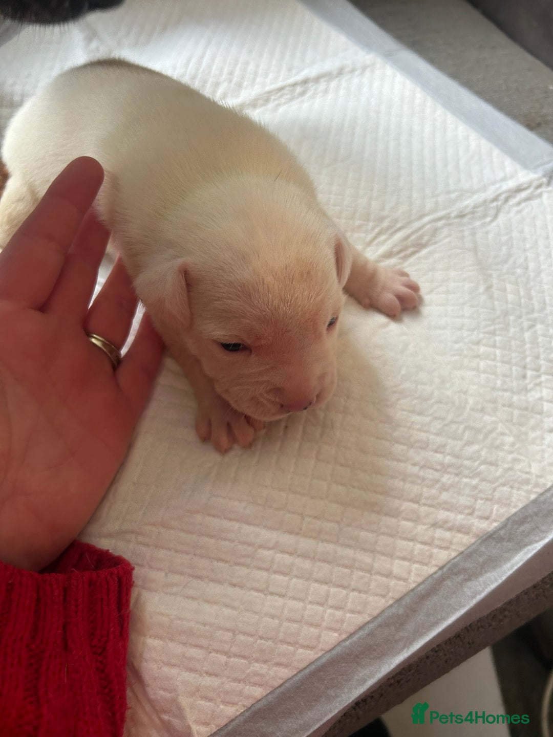 Mixed Breed dogs for sale: 🐾 11 Adorable Puppies From an Accidental Litter - Advert 37