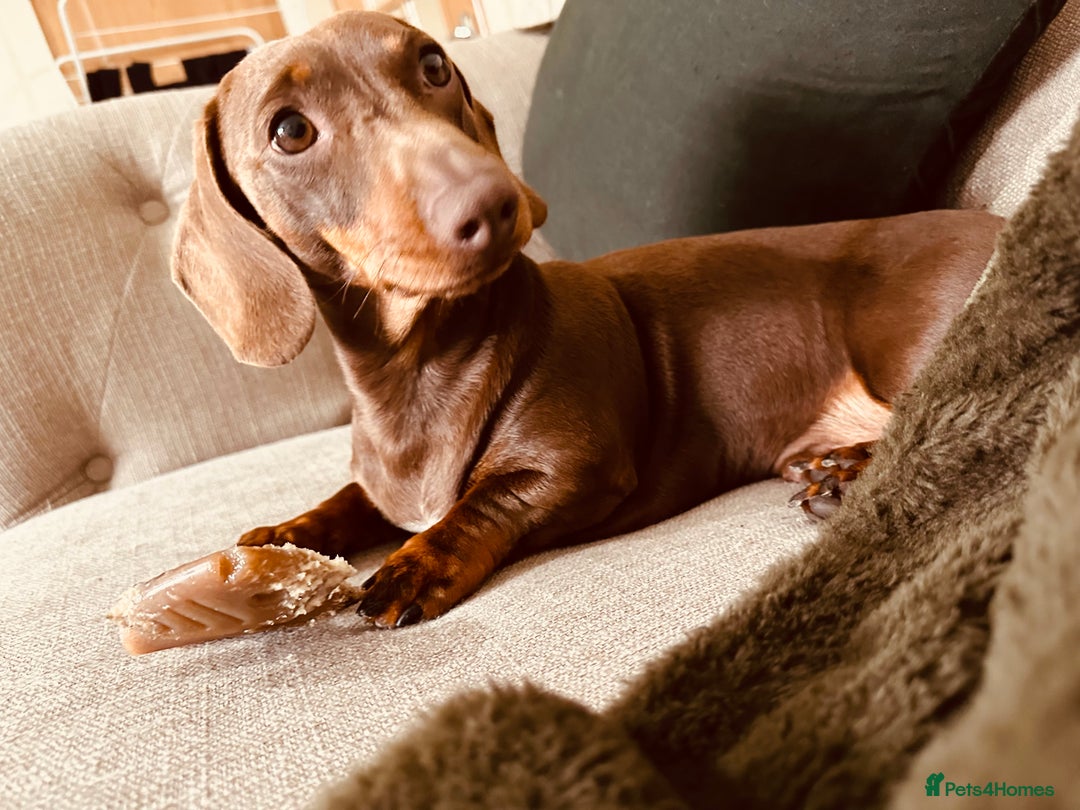 Miniature Dachshund dogs for stud: Stud Available Miniature Dachshund Chocolate & Tan - Image 4