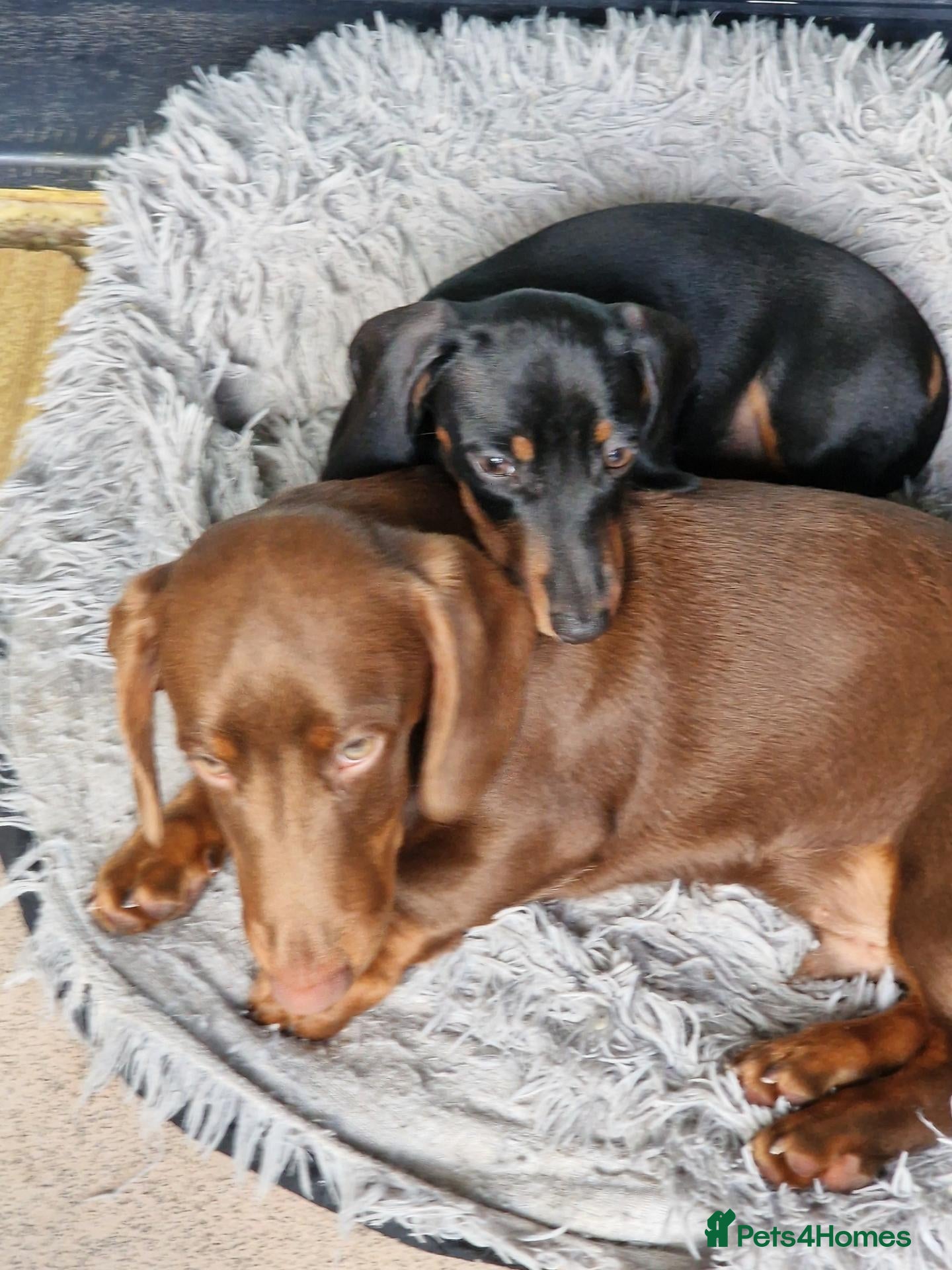 Miniature Dachshund dogs for sale: Last Male Full Vaccination Dachshund - Advert 2