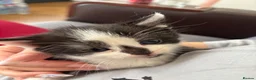 Mixed Breed cats for sale: 3 Mixed breed kittens in Enfield - Advert 4