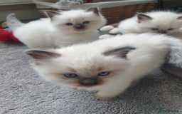 Ragdoll cats for sale: 5 fully seal point ragdoll kittens  - Image 15