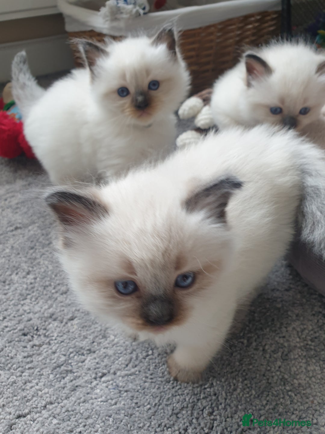 Ragdoll cats for sale: 5 fully seal point ragdoll kittens  - Image 15