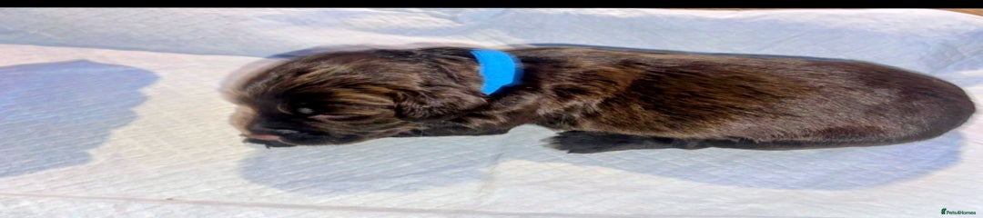 English Springer Spaniel Puppy. Light blue collar. 