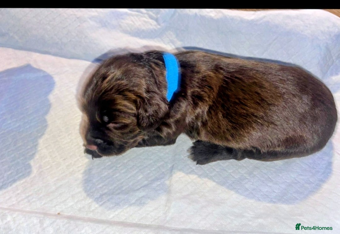 English Springer Spaniel dogs for sale: Beautiful springer Spainel pups. Ready 01/11/25 - Image 20