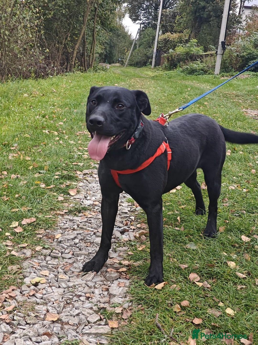 Mixed Breed dogs for adoption: ❤️NICOL❤️- Kind and Joyful 2-3 yo Labrador girl - Advert 14