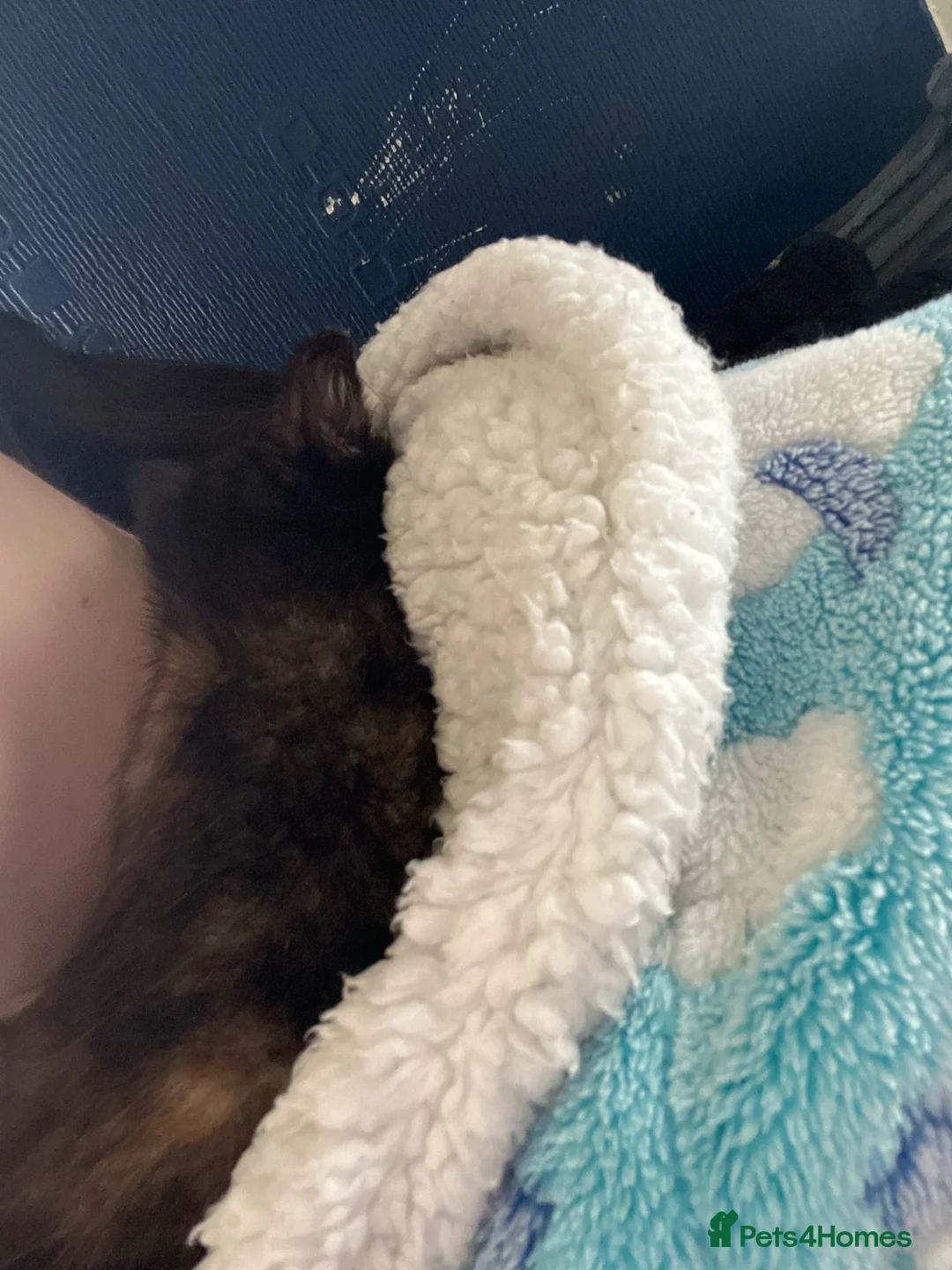 Mixed Breed cats for sale: Female kitten - Advert 2