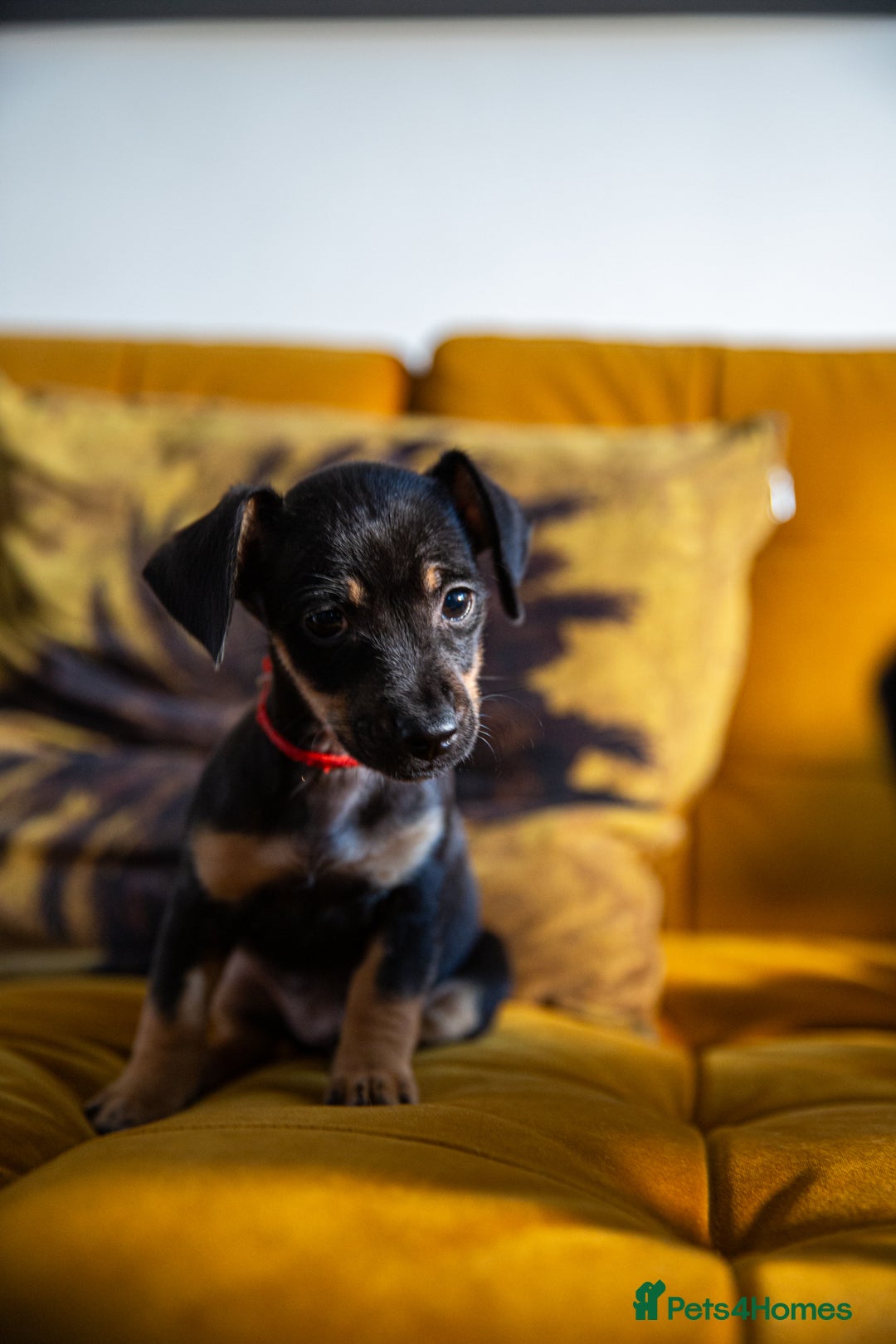 Mixed Breed dogs for sale: Daxijax/Jackshund/Dachshund/Jack - READY TO GO - Advert 18