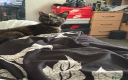 Mixed Breed cats for sale: Beautiful Persian x Russian blue kitten - Image 3