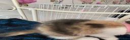 Norwegian Forest Cat cats for sale: 6 Norwegian Forest kittens in Cardiff - Advert 17
