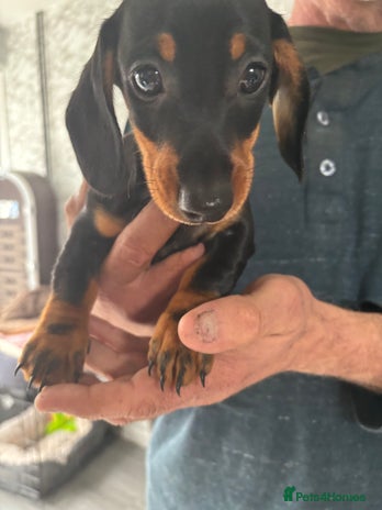 Dachshund dogs - Advert 1