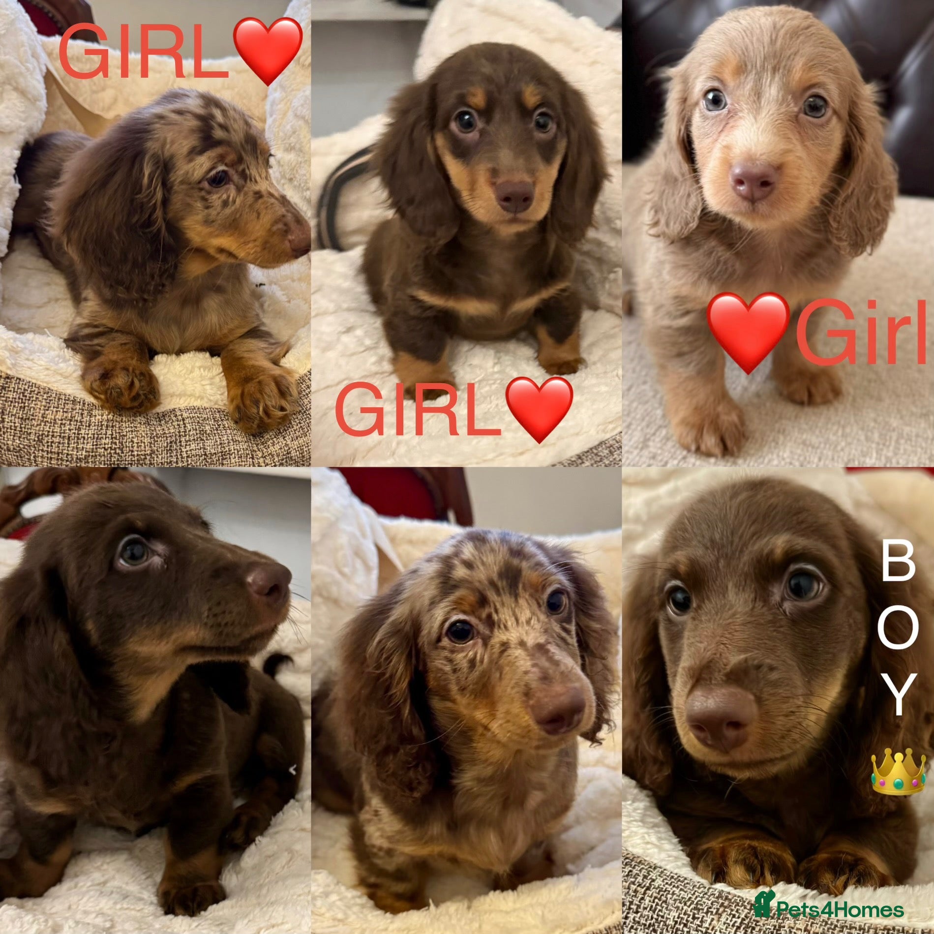 Miniature Dachshund dogs Dachshund miniature long hair  - Advert 3
