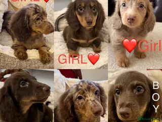 Miniature Dachshund dogs Dachshund miniature long hair - Advert 3