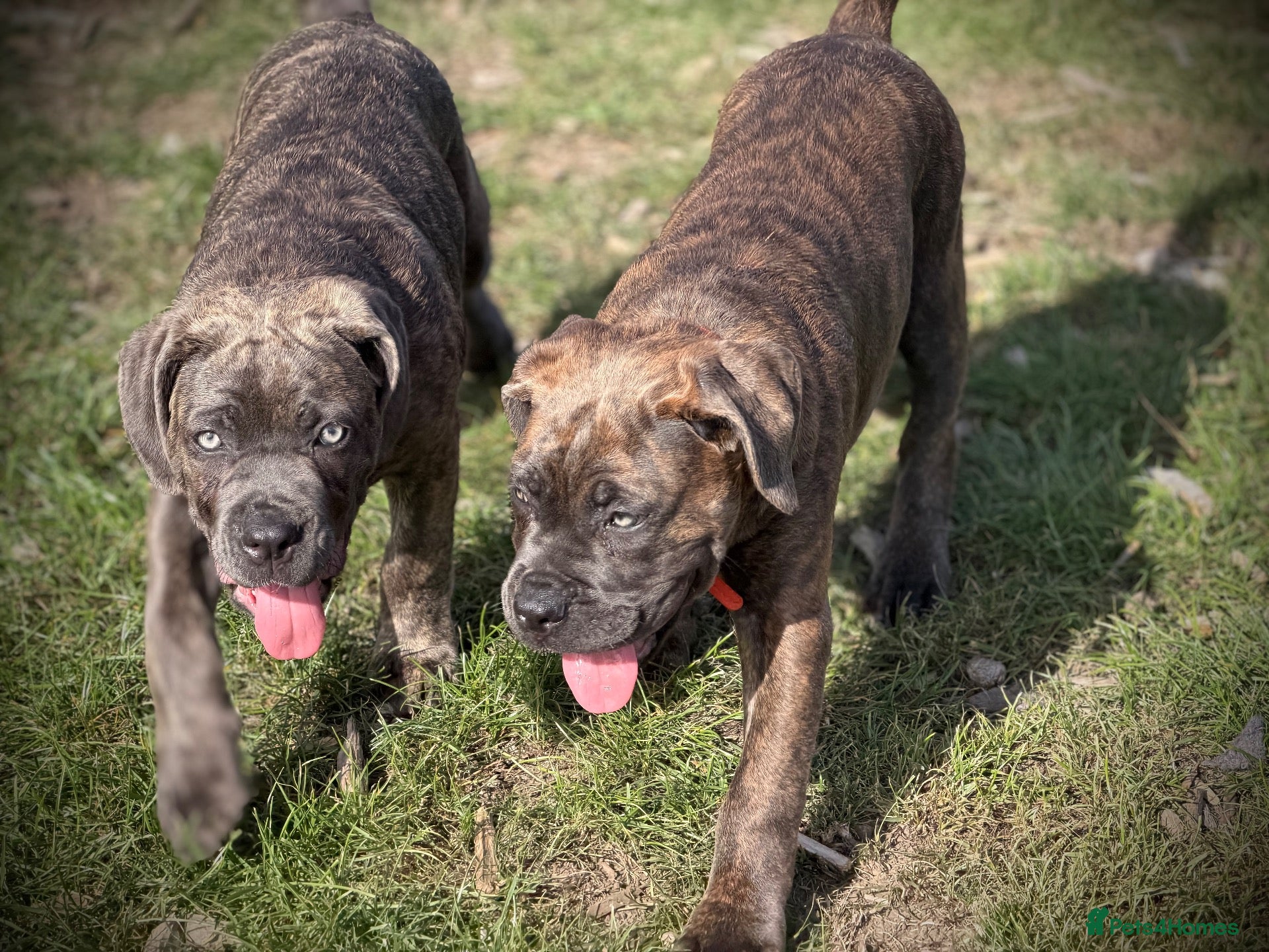Cane Corso dogs IKC/FCI❤️Two beautiful Females❤️ - Advert 1