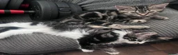 Mixed Breed cats for sale: Kittens - Advert 8