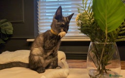 Maine Coon cats for sale: Maincoon girl one left so beautiful  - Image 1
