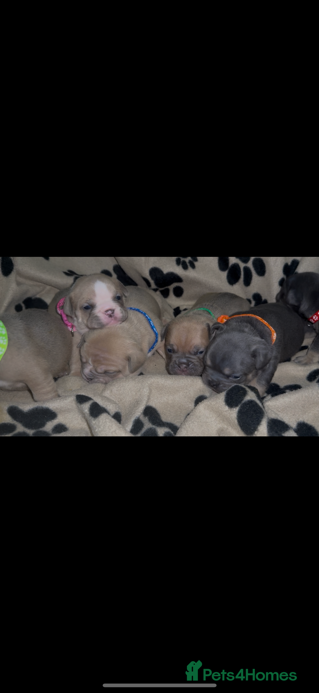 Mixed Breed dogs for sale: 6 beautiful mix French & English bulldog puppies  - Image 5