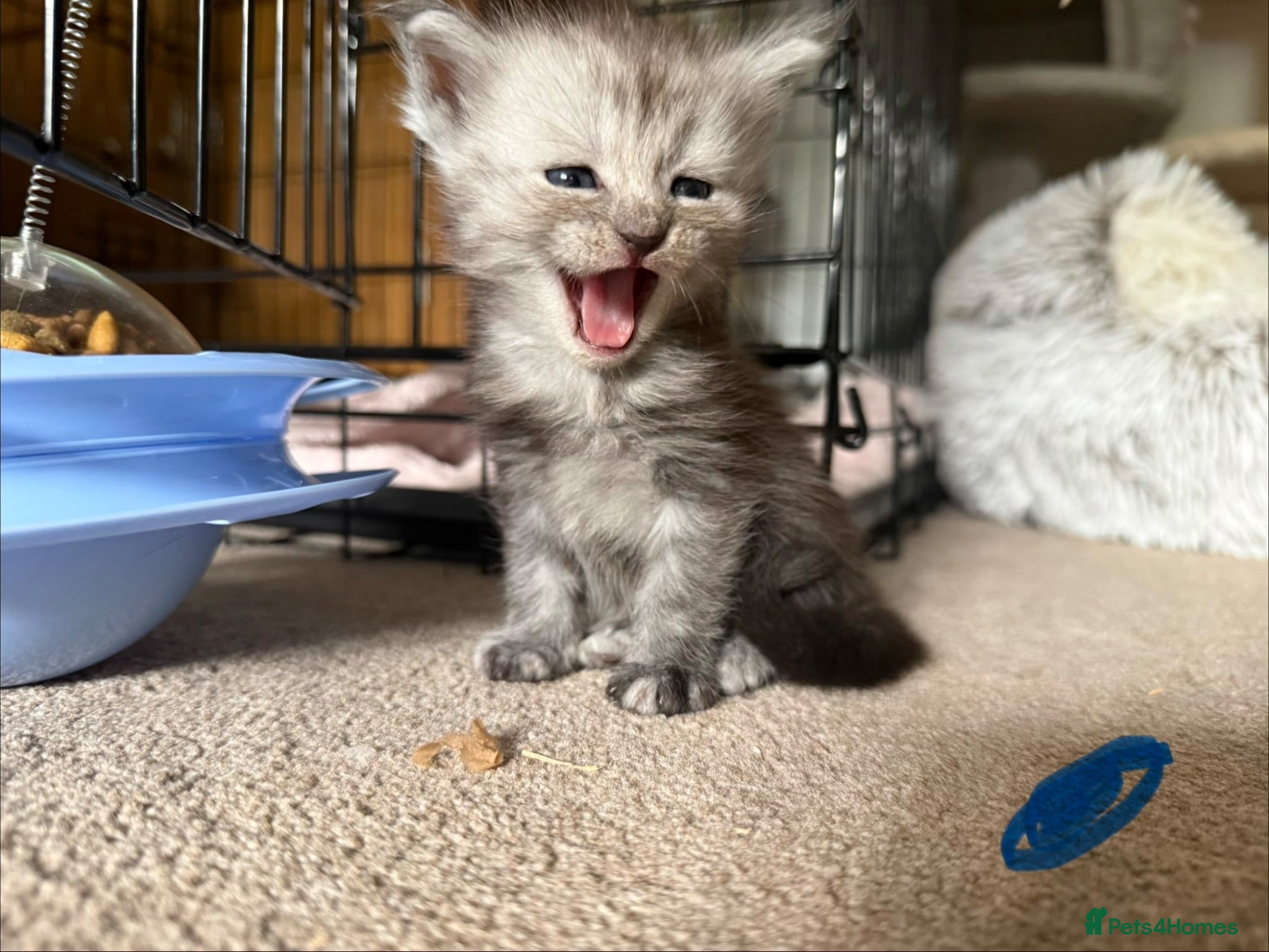 Maine Coon cats Adorable Pedigree Full Maine Coon Kittens - Advert 6
