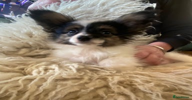 Papillon dogs Kennel Club registered Papillons - Advert 3