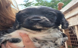 Cocker Spaniel dogs for sale: Merle, red and black cocker pups - Image 11