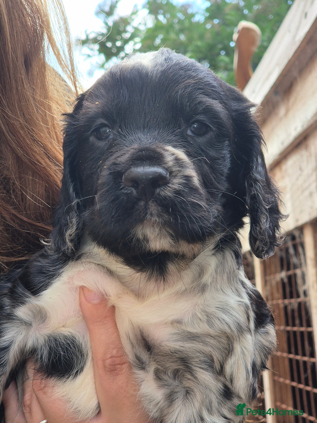 Cocker Spaniel dogs for sale: Merle, red and black cocker pups - Image 11