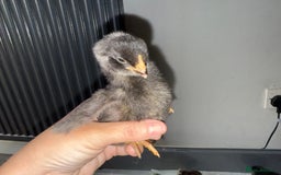 Chickens poultry for sale: Mixed baby chicks  - Image 3