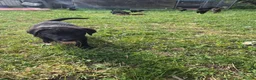 Mixed Breed dogs for sale:  Lovely  Malamute x black Labrador  puppies   - Advert 10