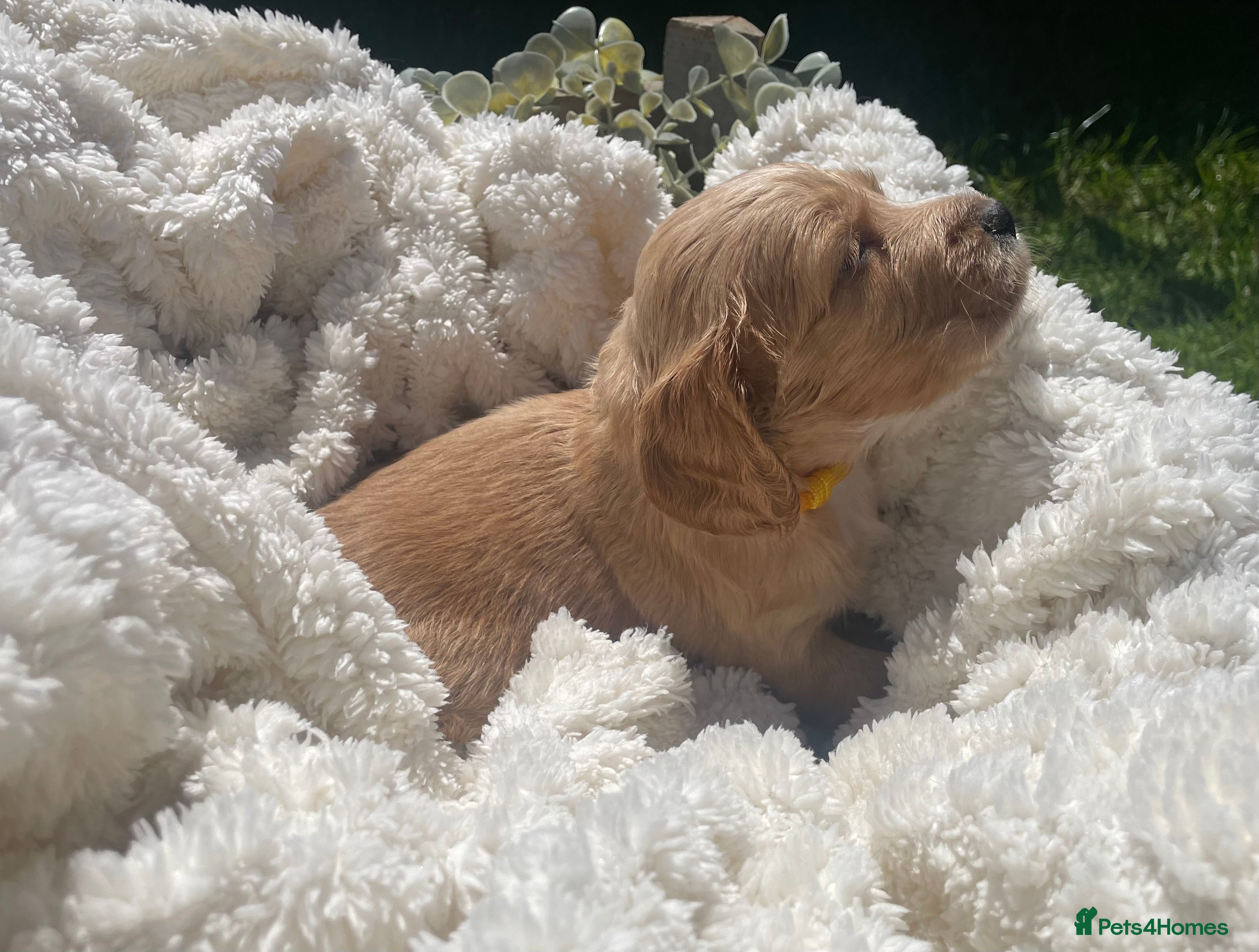 Cockapoo dogs for sale: Stunning F1b Cockapoo puppies - Advert 10