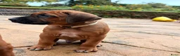 Rhodesian Ridgeback dogs for sale: KC Registered Rhodesian Ridgeback Litter - Advert 11