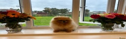 Pomeranian dogs for stud: Kc bright orange Pomeranian stud 1.9kg tv star in Lingfield - Advert 16