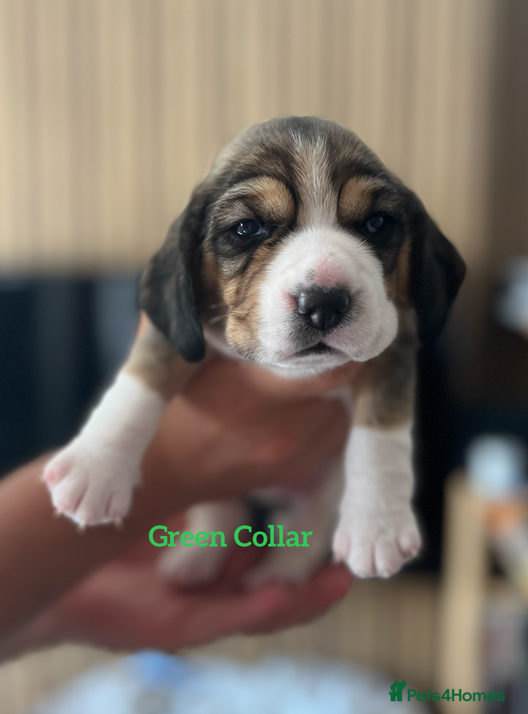 Beagle dogs for sale: 2 Beagle Girl Pups left -(KC Reg), Champ Bloodline - Image 14
