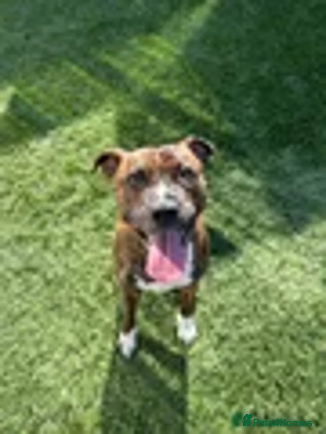 Staffordshire Bull Terrier dogs for sale: Adorable Blue-Eyed Grey Staffordshire Bull Terrier - Advert 1