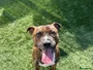 Staffordshire Bull Terrier dogs Adorable Blue-Eyed Grey Staffordshire Bull Terrier - Advert 1