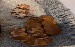 Mixed Breed dogs for sale: Beautiful 3/4 dachshund puppies - Image 5