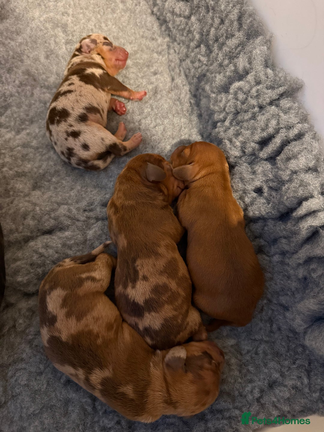 Mixed Breed dogs for sale: Beautiful 3/4 dachshund puppies - Image 5
