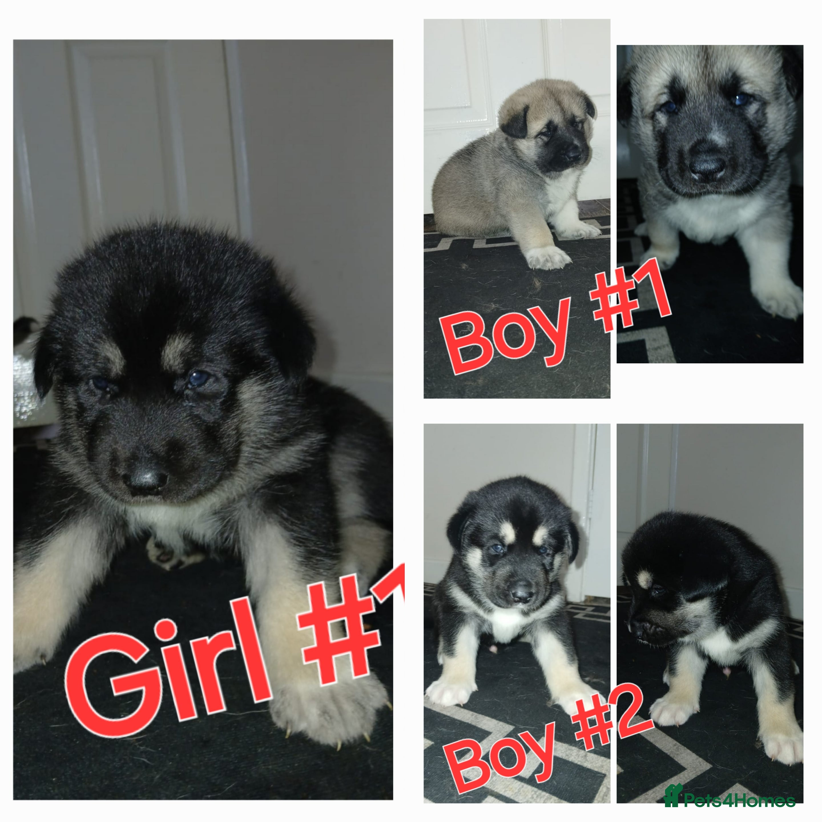 Huskita dogs Beautiful Huskita puppies - Advert 3