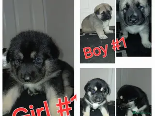 Huskita dogs Beautiful Huskita puppies - Advert 3