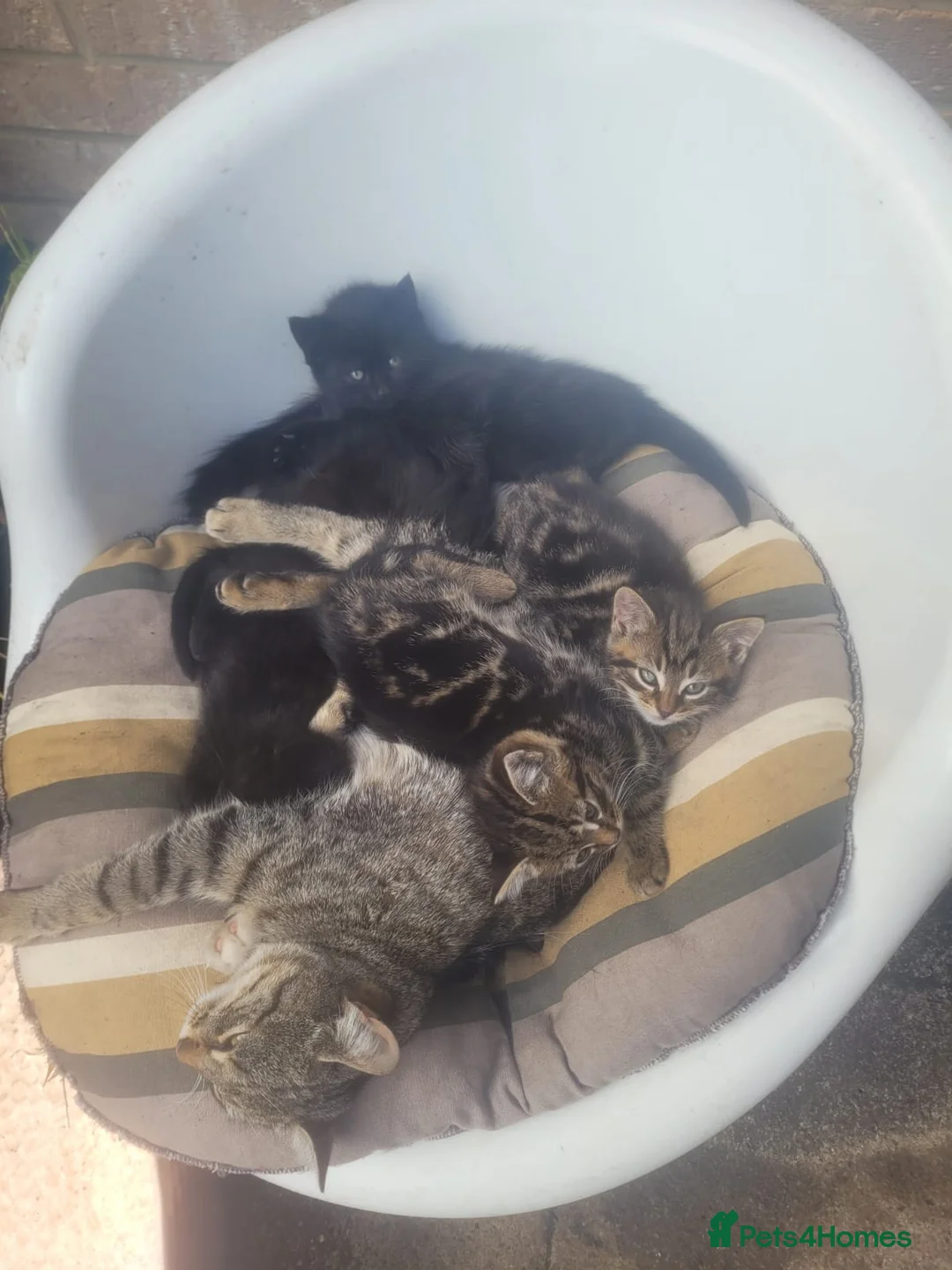 British Shorthair cats for sale: Black and tabby kittens looking for a new home - Advert 2